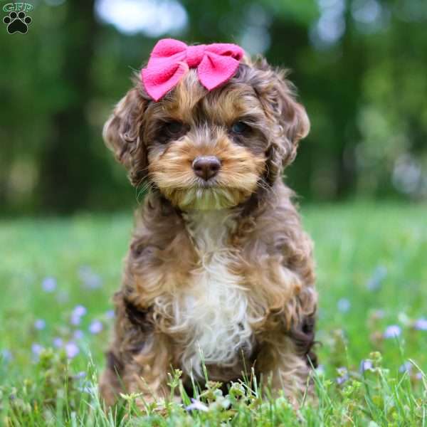 Angel, Cockapoo Puppy